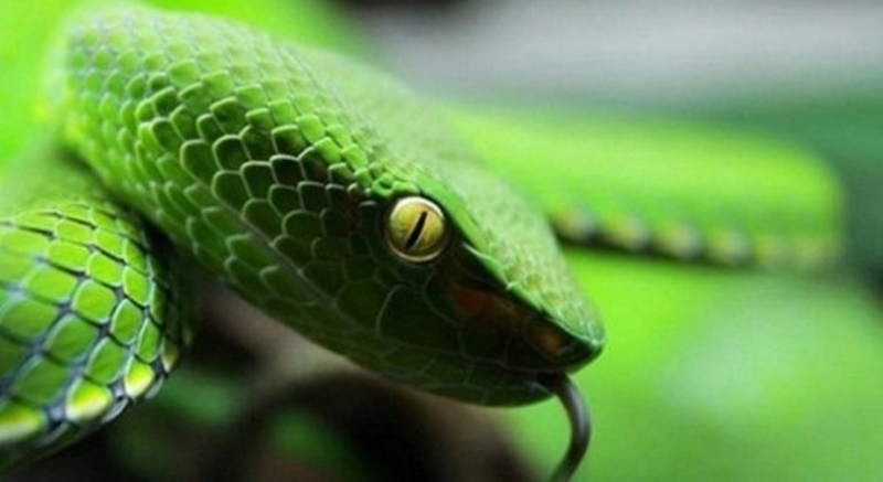 Sơ cứu khi bị rắn độc cắn 2