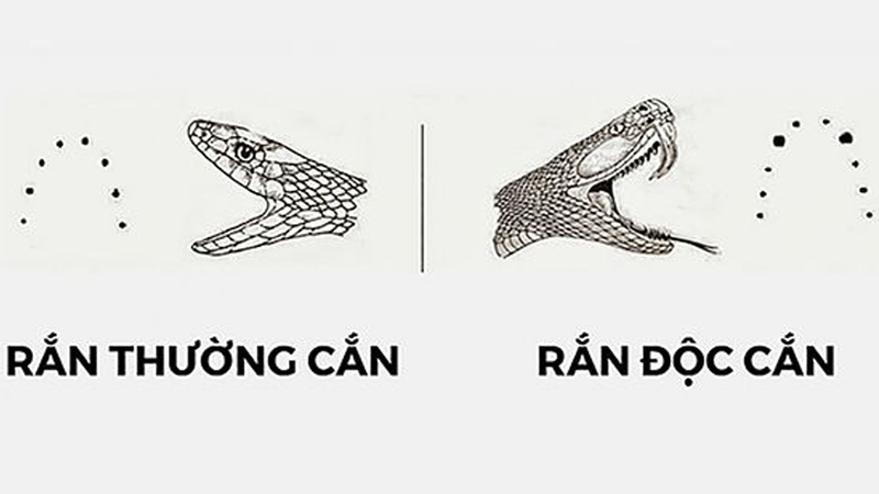 Sơ cứu khi bị rắn độc cắn 3