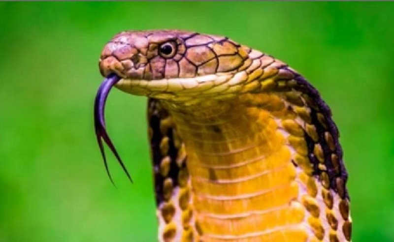 Sơ cứu khi bị rắn hổ mang cắn như thế nào? 1