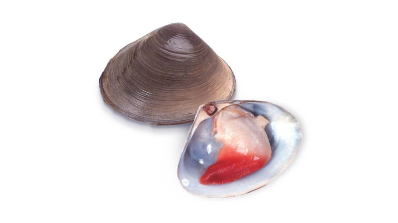 Ăn sò đỏ có tốt không? Giá trị dinh dưỡng và lợi ích sức khỏe 1