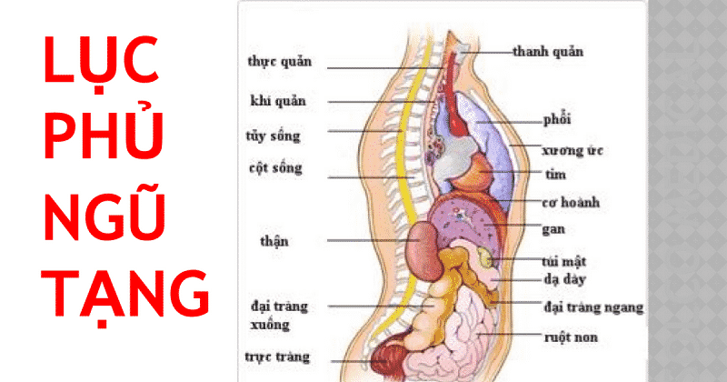 Lục phủ ngũ tạng là nhóm gồm 11 cơ quan và ruột trong cơ thể, hợp thành một thể có tác dụng bồi bổ và nâng đỡ cơ thể