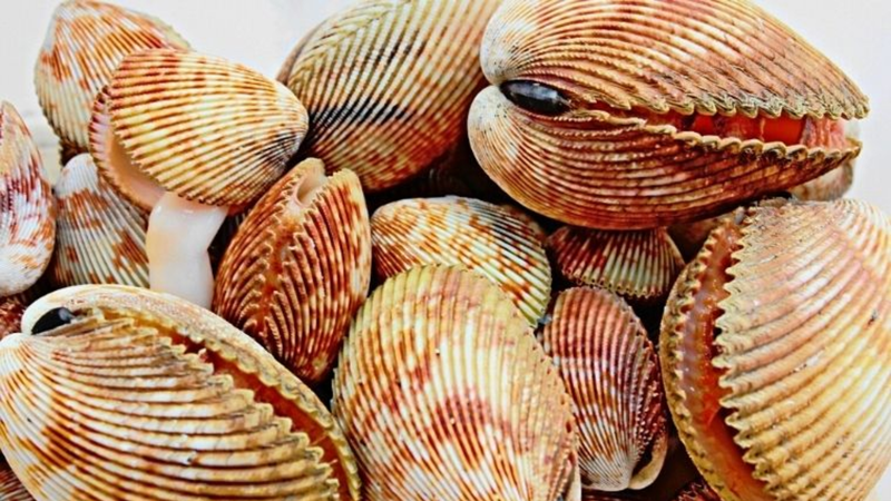 so-duong-an-co-tot-khong 1