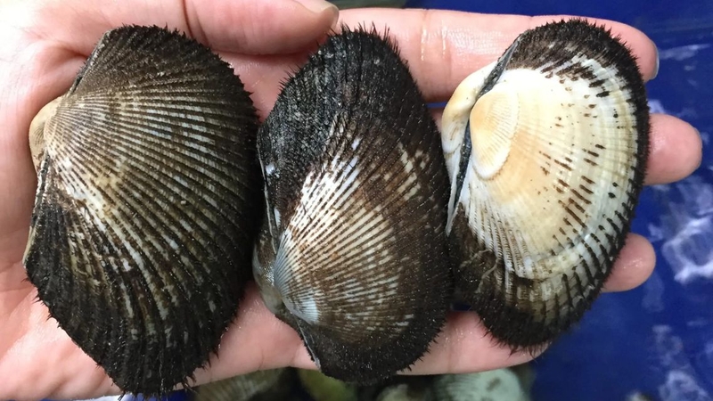 Ăn sò lông có tốt không? Giá trị dinh dưỡng và công dụng cho sức khỏe 2