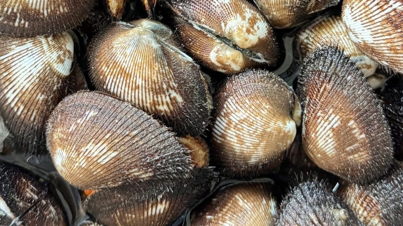 Sò lông chứa nhiều vitamin B12