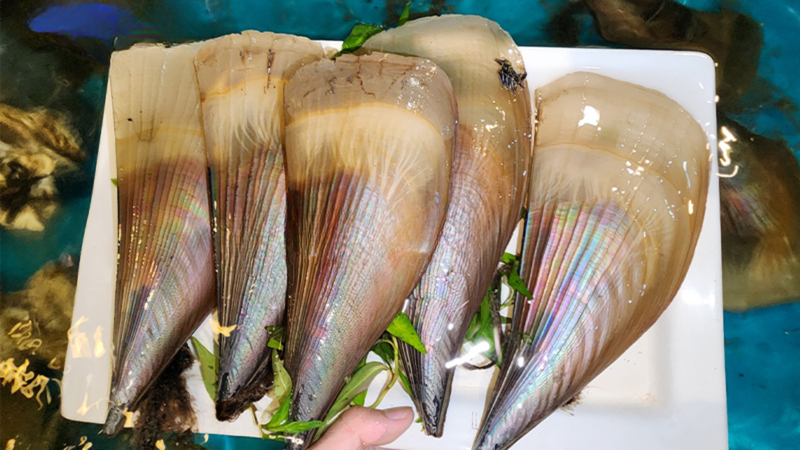 so-mai-co-bo-khong 4