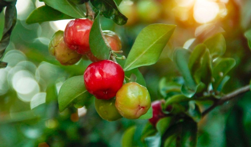 so-ri-bao-nhieu-calo-che-bien-nhu-the-nao-thom-ngon-bo-duong 1.jpg