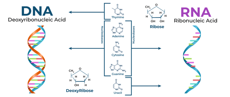 so-sanh-dna-va-rna-co-gi-giong-va-khac-nhau 3