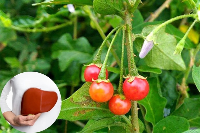 So sánh giải độc gan Tuệ linh và Boganic viên uống nào tốt hơn?