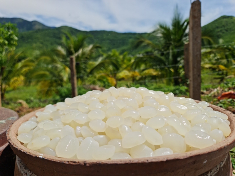 So sánh hạt đác và dừa nước: Điểm giống và khác nhau 1