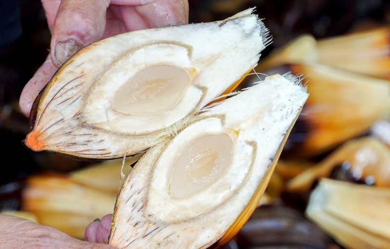 So sánh hạt đác và dừa nước: Điểm giống và khác nhau 2