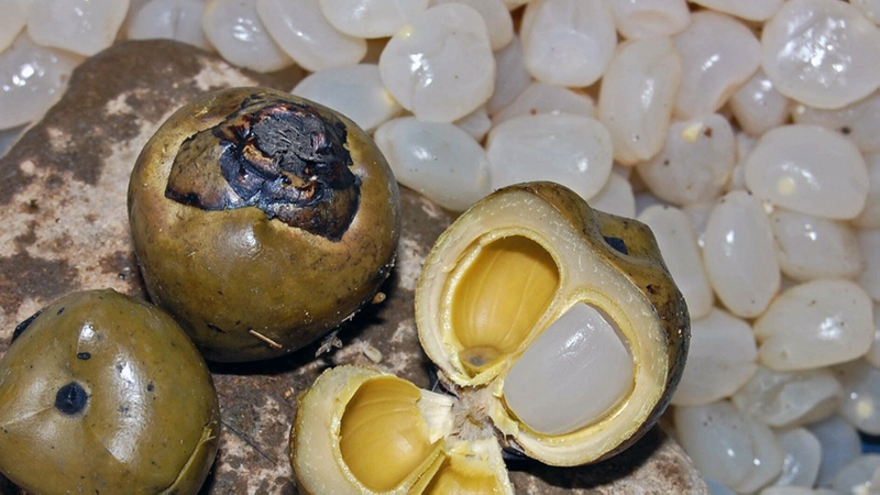 So sánh hạt đác và dừa nước: Điểm giống và khác nhau 3