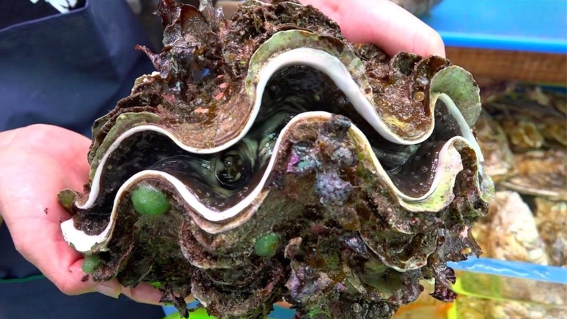 Dinh dưỡng trong sò tai tượng và lợi ích sức khỏe không nên bỏ qua 1