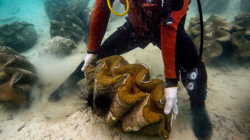 Dinh dưỡng trong sò tai tượng và lợi ích sức khỏe không nên bỏ qua 2