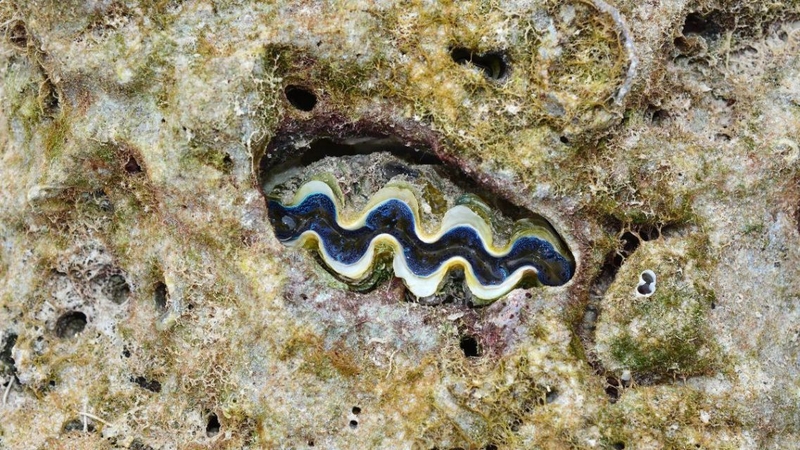 Dinh dưỡng trong sò tai tượng và lợi ích sức khỏe không nên bỏ qua 3