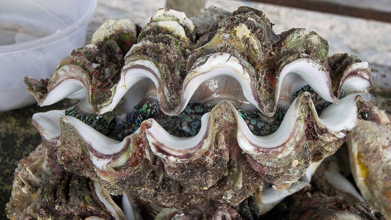 Dinh dưỡng trong sò tai tượng và lợi ích sức khỏe không nên bỏ qua 4