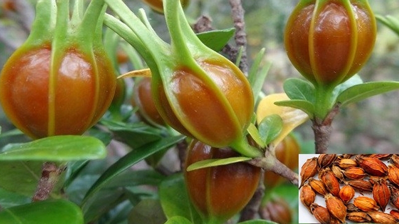 Sỏi mật nên uống lá gì để bệnh nhanh khỏi 2