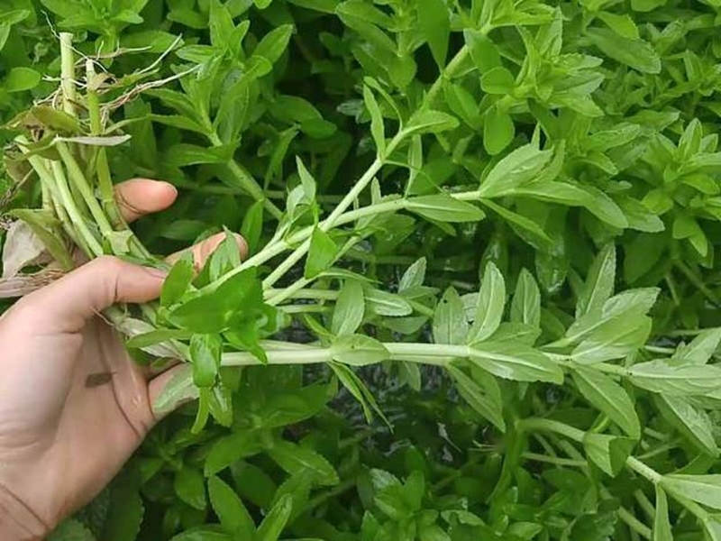 Sỏi mật uống thuốc nam hiệu quả không? 5 loại cây trị sỏi mật phổ biến 5