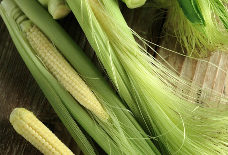 Sỏi mật uống thuốc nam hiệu quả không? 5 loại cây trị sỏi mật phổ biến 6