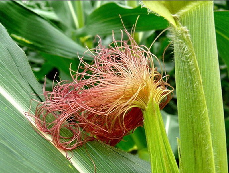 Sỏi thận gây ứ nước - bệnh lý nguy hiểm không được chủ quan3