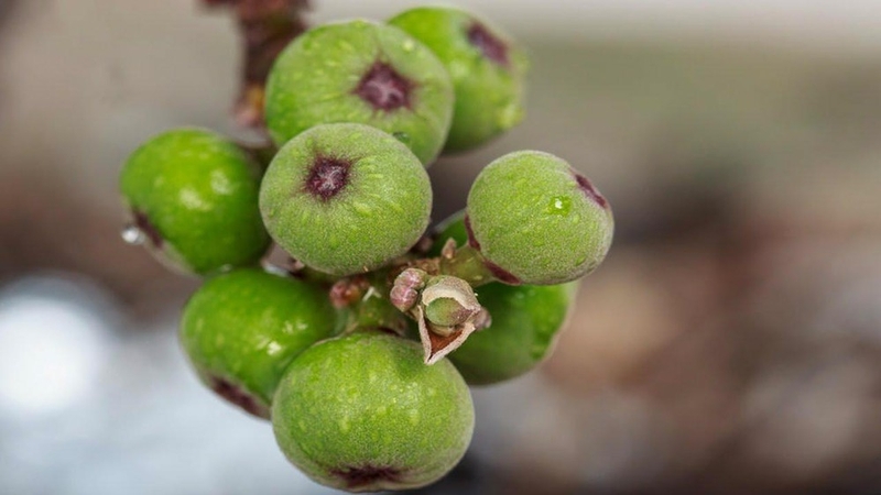 Giải đáp: Sỏi thận uống thuốc nam gì để mau hết bệnh? 3