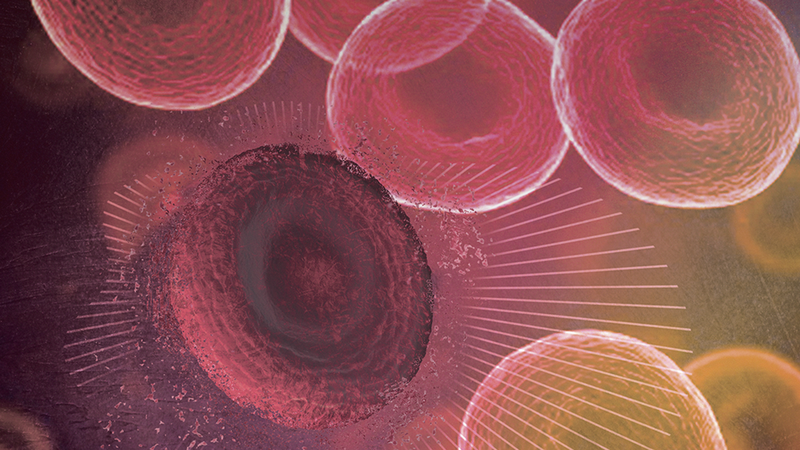 Soliris là kháng thể đơn dòng ức chế bổ thể C5, được FDA phê duyệt để điều trị một số bệnh hiếm liên quan đến hệ bổ thể