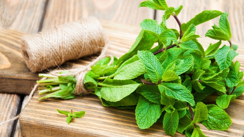 Rải lá bạc hà trên đường đi của chuột giúp đuổi chuột hiệu quả