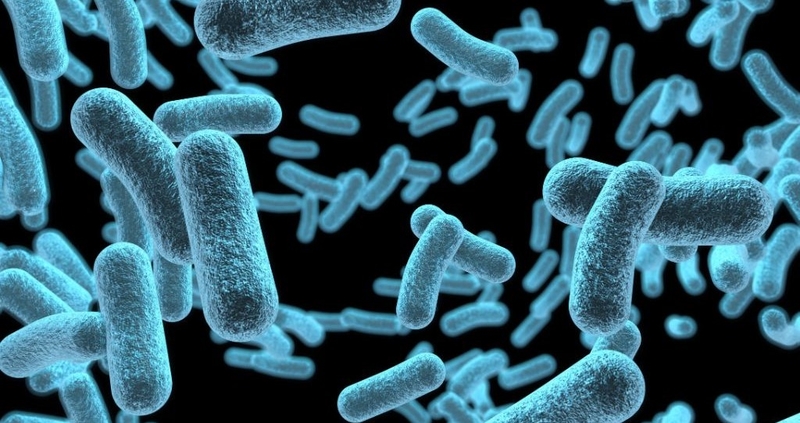 Sốt mò ở trẻ em: Nguyên nhân, triệu chứng và biện pháp phòng ngừa 1