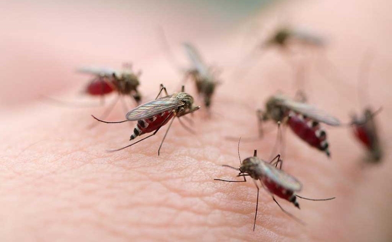 Bị sốt xuất huyết làm gì cho nhanh khỏi, bạn đã biết chưa?