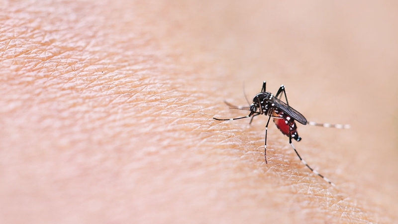 Sốt xuất huyết có lây không? Cách phòng tránh bệnh 1