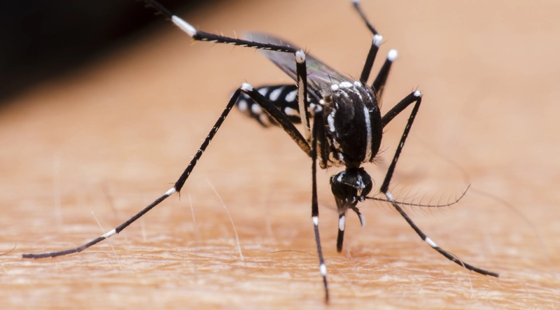 Sốt xuất huyết có lây không? Cách phòng tránh bệnh 2