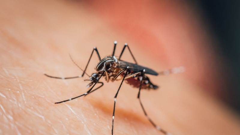 Muỗi Aedes là trung gian chính truyền virus Dengue gây sốt xuất huyết