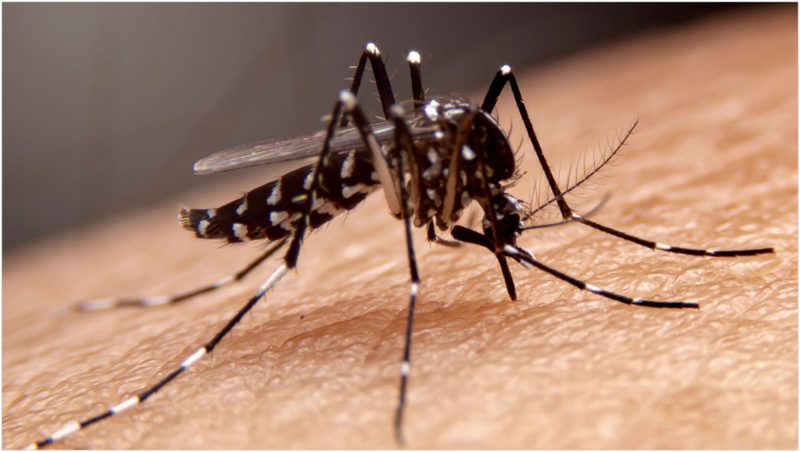 Giải đáp: Sốt xuất huyết có lây qua đường hô hấp không? 2