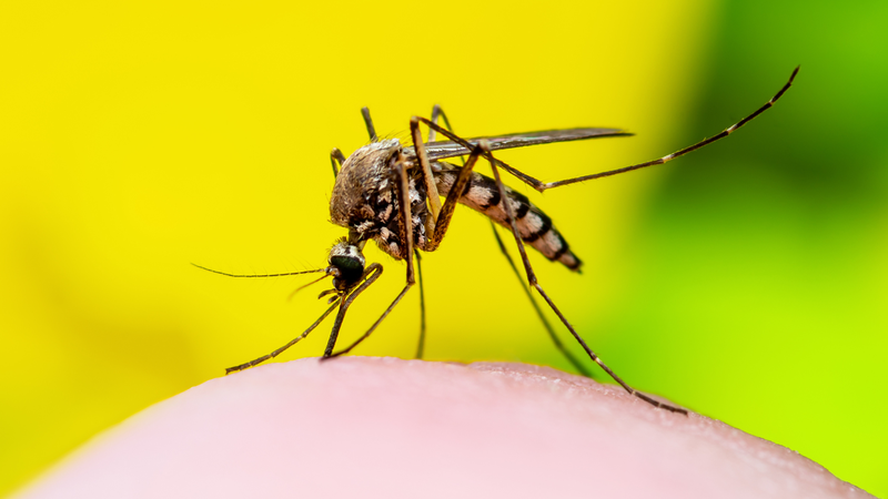 Sốt xuất huyết dengue có dấu hiệu cảnh báo nào? Nhận biết để điều trị kịp thời 2