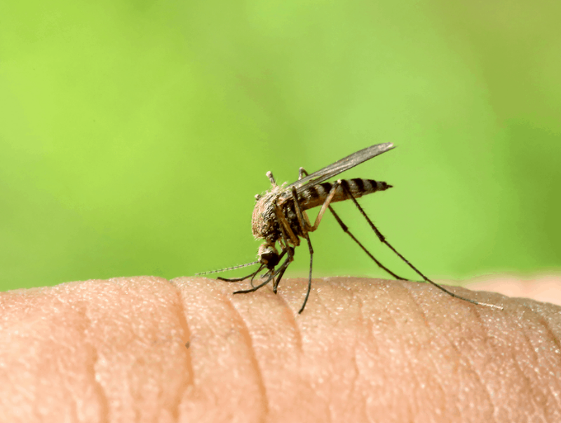 Sốt xuất huyết ngày thứ mấy là nguy hiểm nhất? Coi chừng biến chứng nặng 1