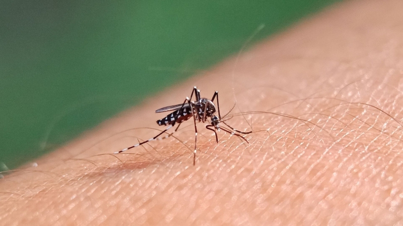 Sốt xuất huyết nhiễm trùng máu nguy hiểm như thế nào?  01