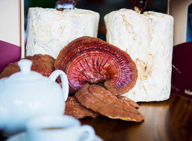 tac-dung-cua-nam-linh-chi-rung-doi-voi-suc-khoe-con-nguoi-1