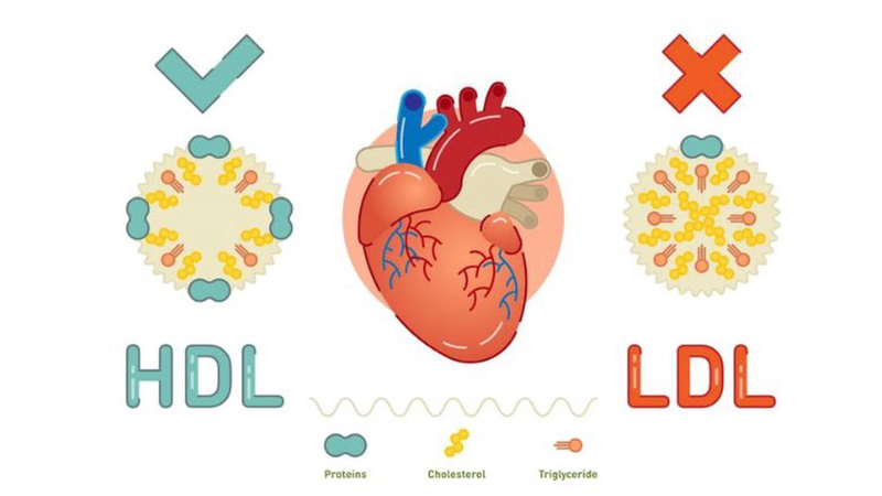 Statin là gì? Một số lưu ý khi dùng thuốc Statin hạ mỡ máu 2