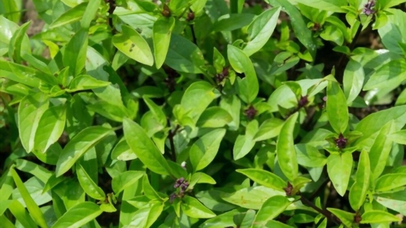 Sử dụng húng quế trị mụn có hiệu quả không? 3