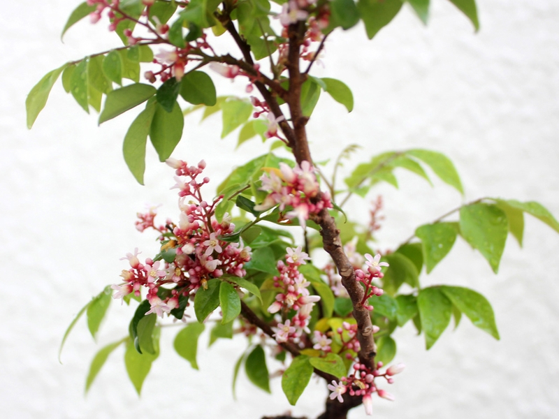 Sử dụng lá khế chữa viêm họng – bài thuốc dân gian mà mọi người nên biết 2