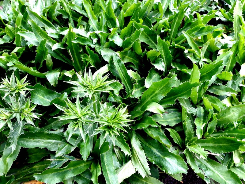 Sử dụng lá mùi tàu chữa ho liệu có hiệu quả? 3