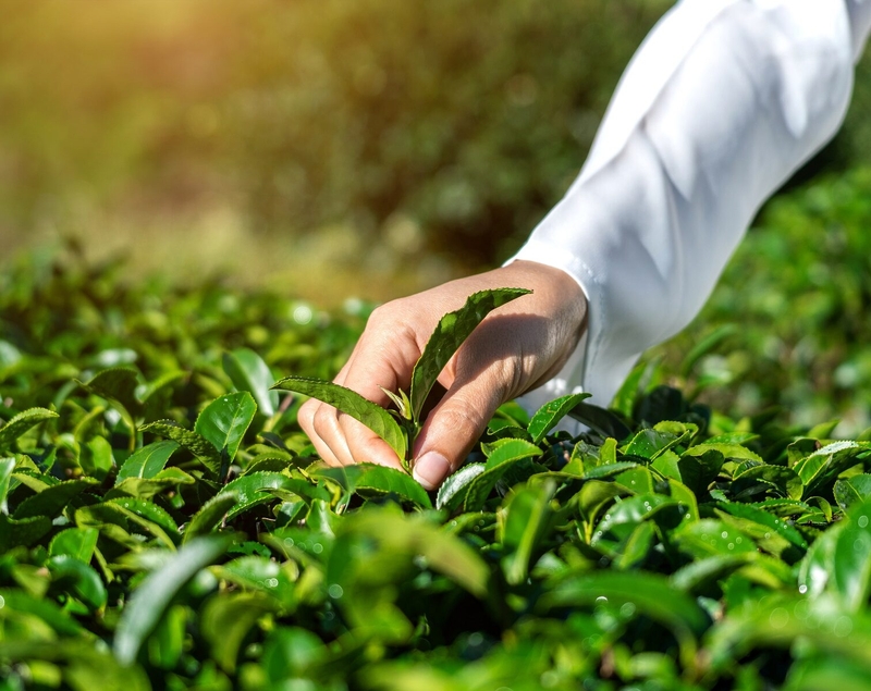 Trà xanh – lá tắm chữa vàng da cho trẻ sơ sinh