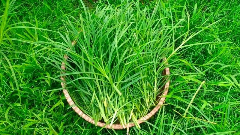 Lá cỏ mần trầu – lá tắm chữa vàng da cho trẻ sơ sinh