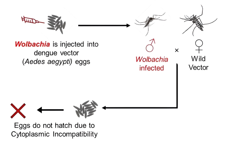 Sử dụng muỗi cấy vi khuẩn để ngăn ngừa lây nhiễm sốt xuất huyết ở Brazil 1