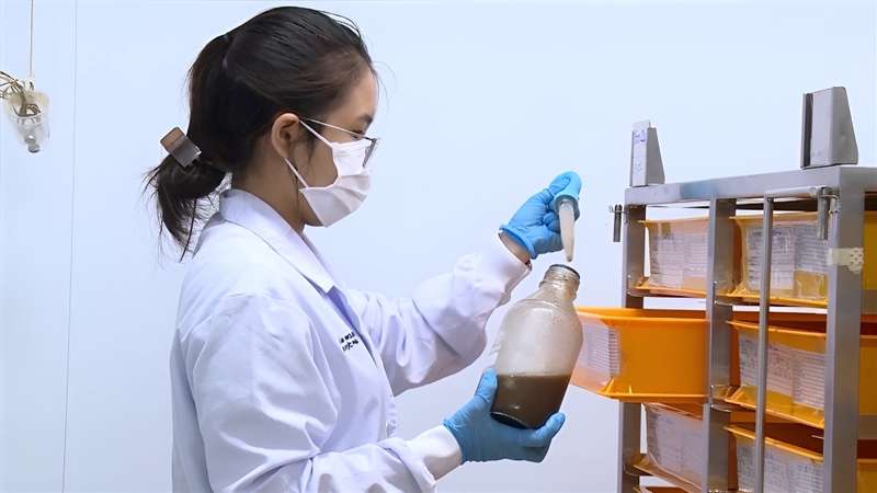 Sử dụng muỗi cấy vi khuẩn để ngăn ngừa lây nhiễm sốt xuất huyết ở Brazil 2