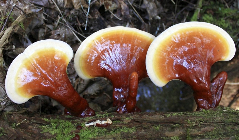 Sử dụng nấm lim xanh trị tiểu đường có tốt không? Cần lưu ý gì khi sử dụng nấm lim xanh? 2