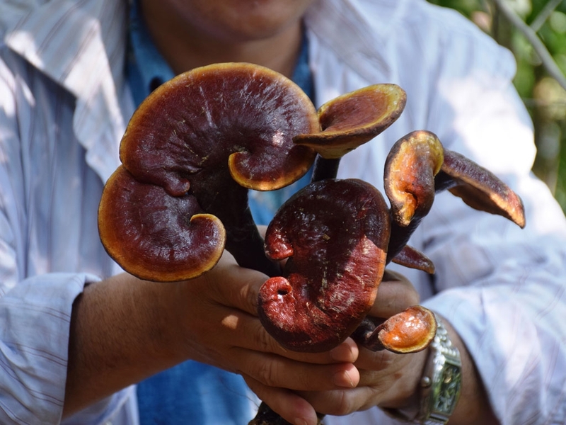 Sử dụng nấm lim xanh trị tiểu đường có tốt không? Cần lưu ý gì khi sử dụng nấm lim xanh? 3