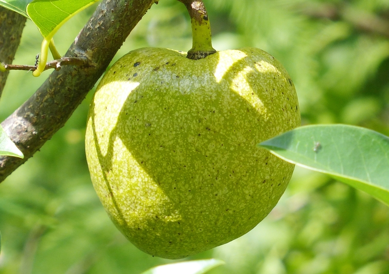 Sử dụng trái bình bát trị bướu cổ được không? 3