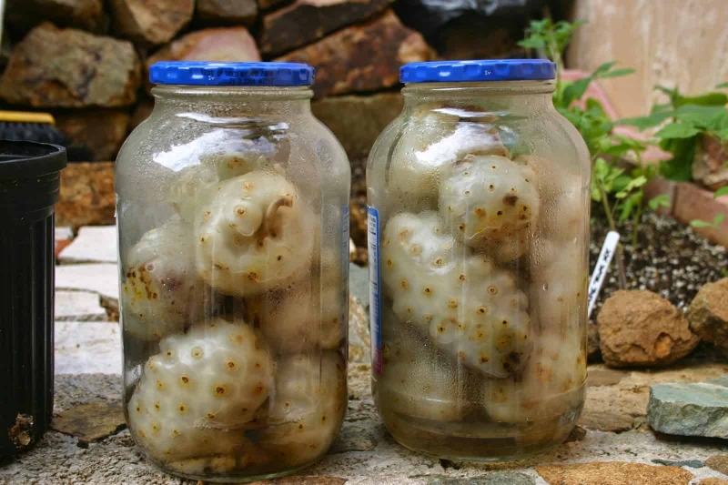 Vài nét sử dụng trái nhàu trị mụn cóc 3