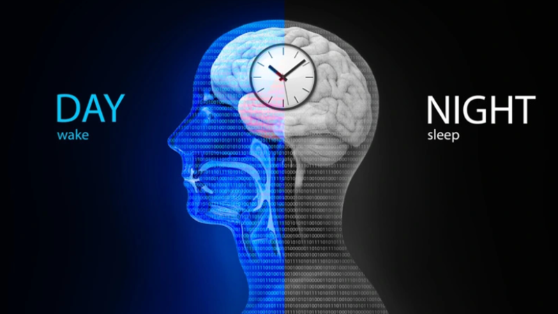 Sự gián đoạn của đồng hồ sinh học liên quan đến sự tiến triển nhanh chóng của ung thư trực tràng 1