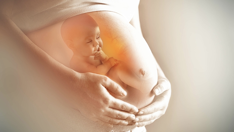 su-phat-trien-nao-bo-cua-thai-nhi 3